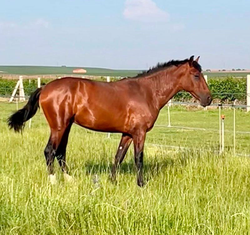 Centro Ecuestre Las Gemelas. Compra Venta