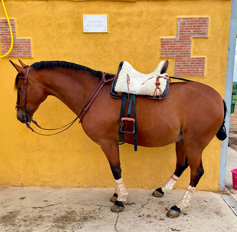 Centro Ecuestre Las Gemelas. Instalaciones